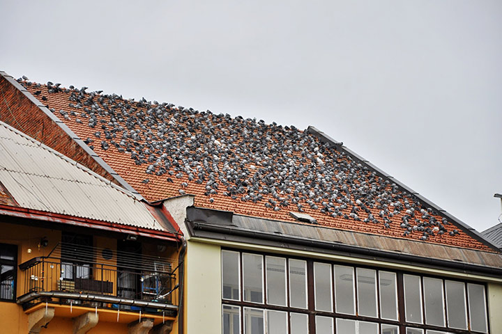 A2B Pest Control are able to install spikes to deter birds from roofs in South Acton. 