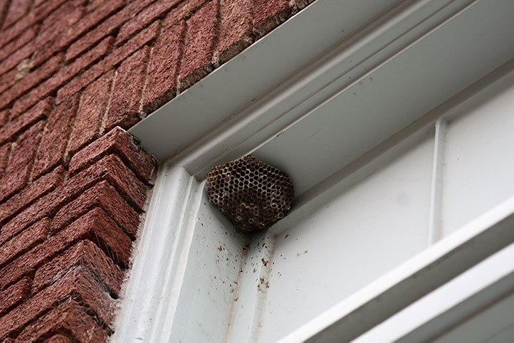 We provide a wasp nest removal service for domestic and commercial properties in South Acton.